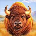 Buffalo King